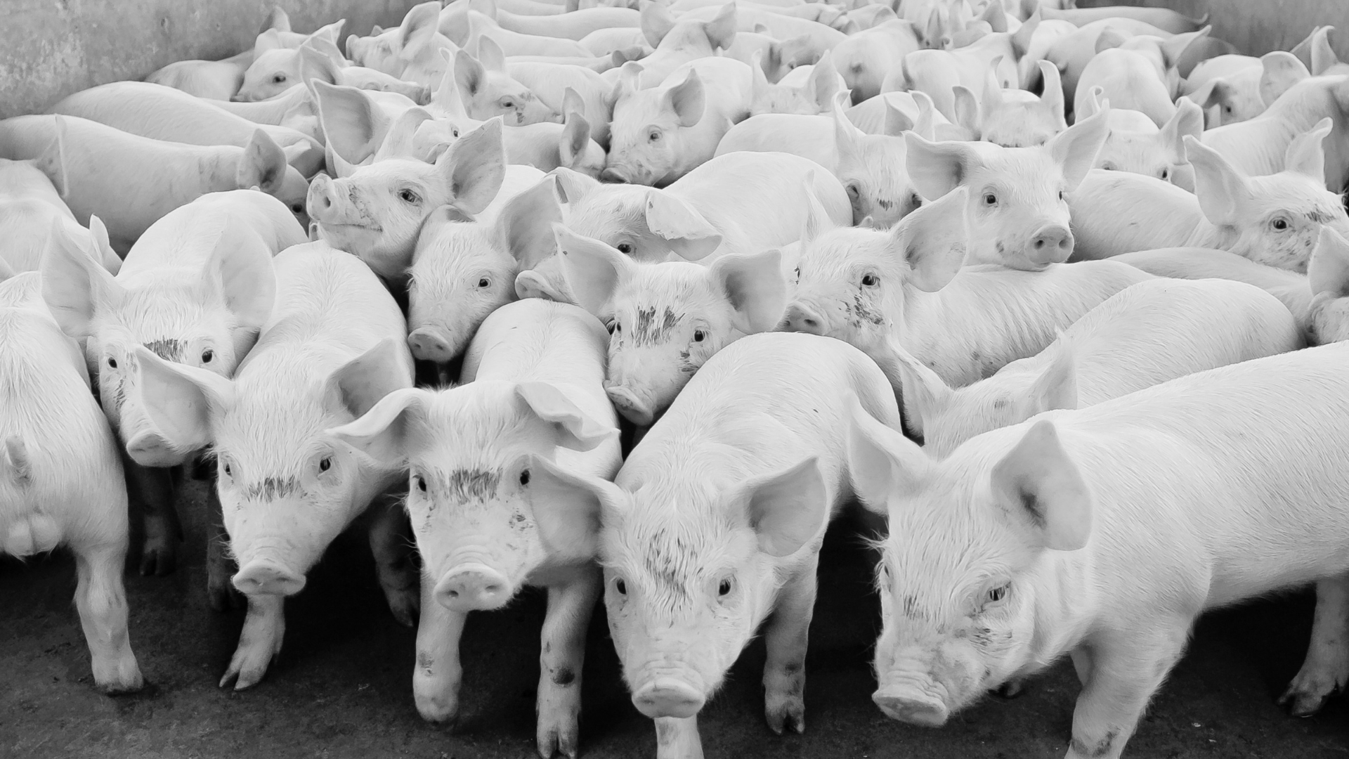New study shows that fermented feed can replace zinc oxide in piglet feed
