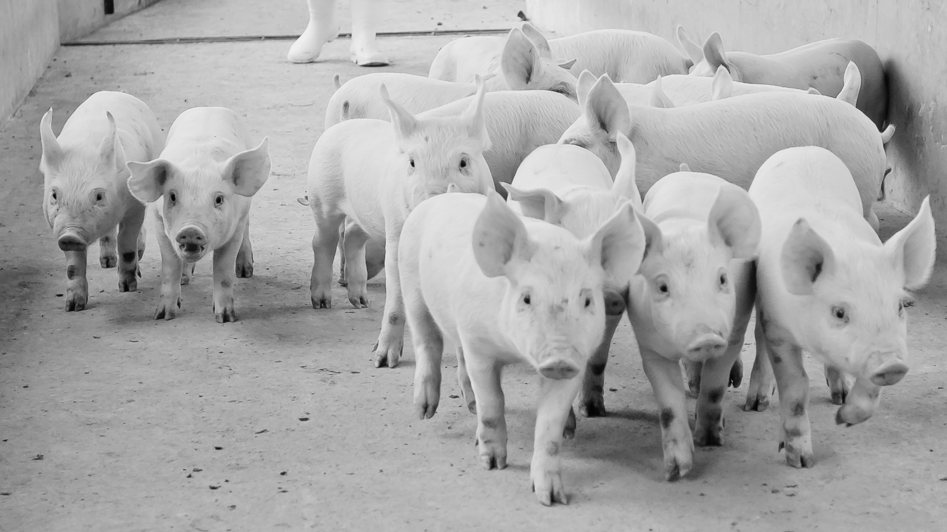 New pig trial: Tomorrow’s protein can replace zinc oxide and add health benefits – with no extra costs